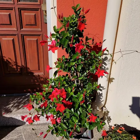 Helvetia 3* バート・エルスター